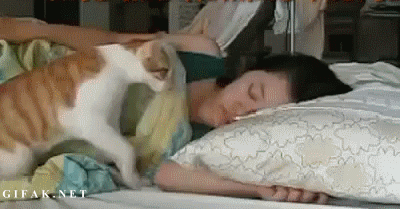 alarm clock cat