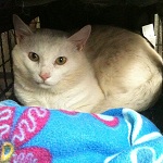 dusty cat for adoption in ottawa