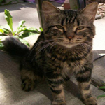 cat for adoption ottawa