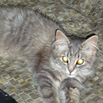 Ottawa Rescue Cat