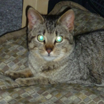 Ottawa Rescue Cat