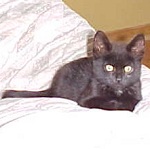 missing cat ottawa