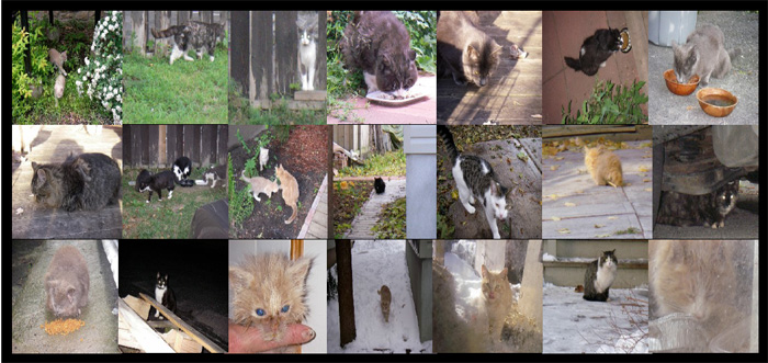 homeless cats of ottawa