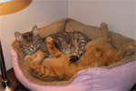 ottawa cat adoption success