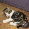 Ottawa Rescue Cat