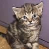 Ottawa Rescue Cat
