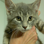 triton adopted kitten ottawa