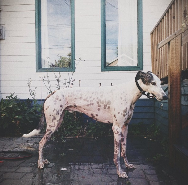 Walter had a lot of new things to get used to after he was adopted. Even the hardwood floor was scary for him!