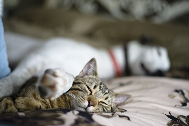 Borys was twelve weeks old when Walter arrived at his home. The two bonded better than their humans could have ever expected, and now they're inseparable.