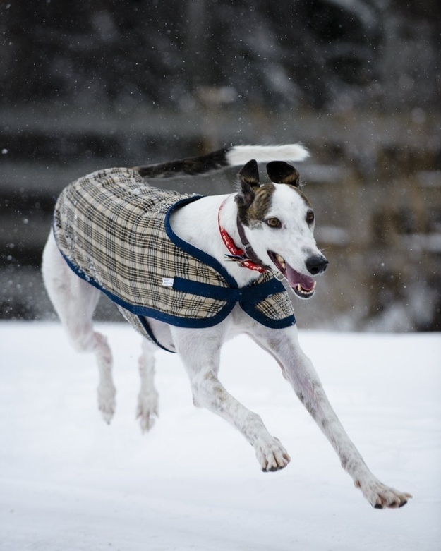 Walter is a greyhound that was rescued from a racetrack in Idaho last year.