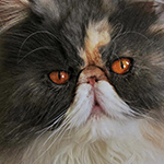 beba