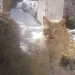 cat adoption ottawa bubbles