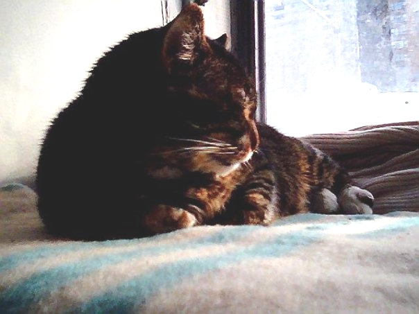 returned kitty