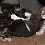 Ottawa Rescue Cat
