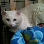 dusty cat for adoption in ottawa