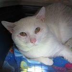 dusty cat for adoption in ottawa