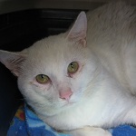 dusty cat for adoption in ottawa