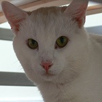 dusty cat for adoption in ottawa