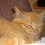 leo rescue cat