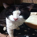 mr mew