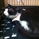 mr mew