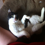 mr mew