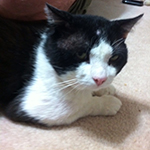mr mew