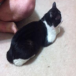 mr mew