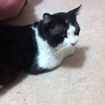 mr mew
