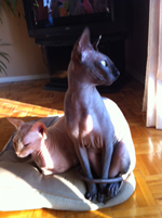 sphynx