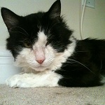 Adopt Sylvester