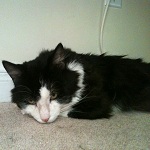 Adopt Sylvester