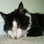 Adopt Sylvester