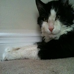 Adopt Sylvester