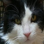 Adopt Sylvester