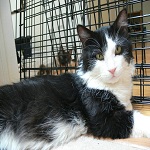 Adopt Sylvester